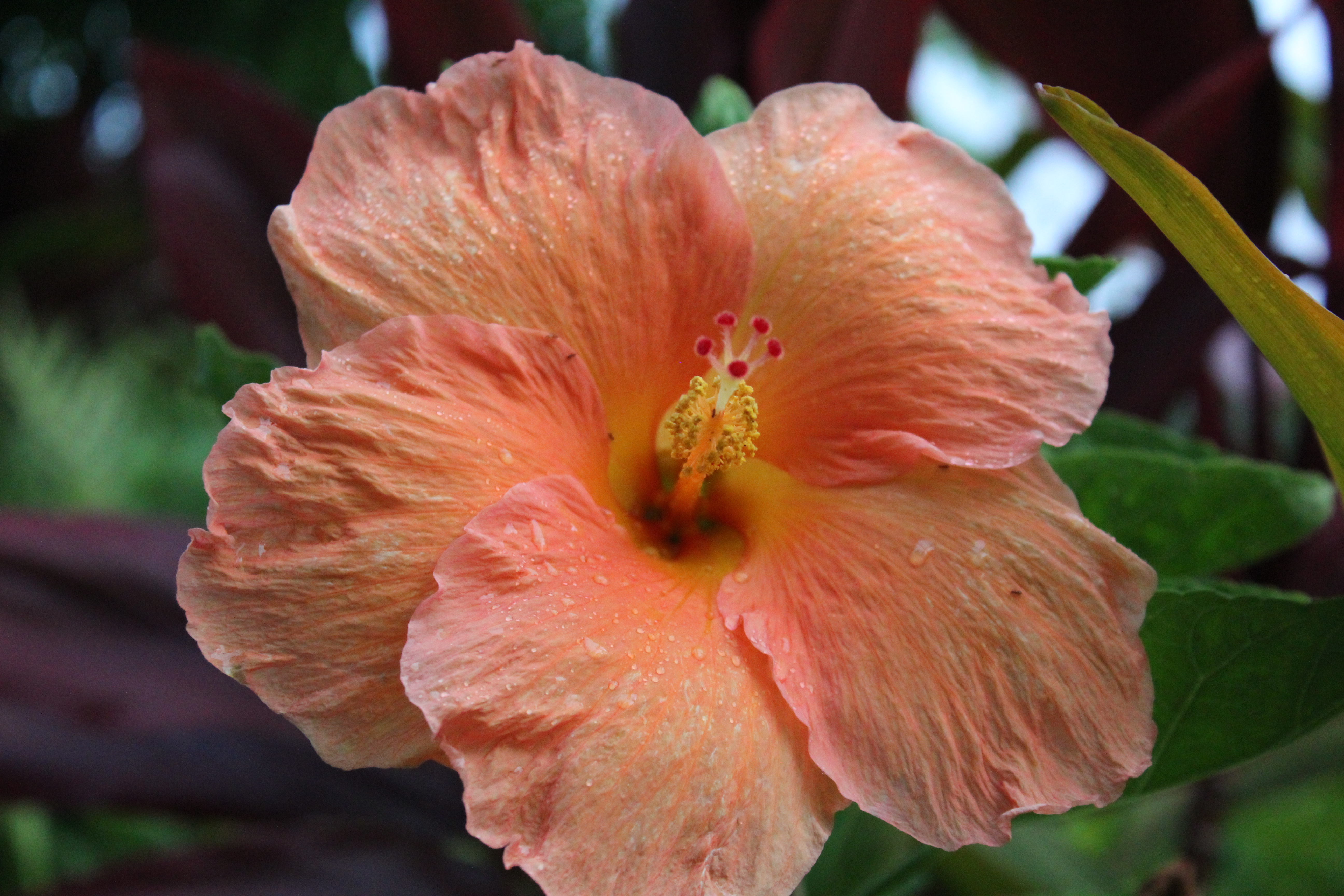 Tropical Flower