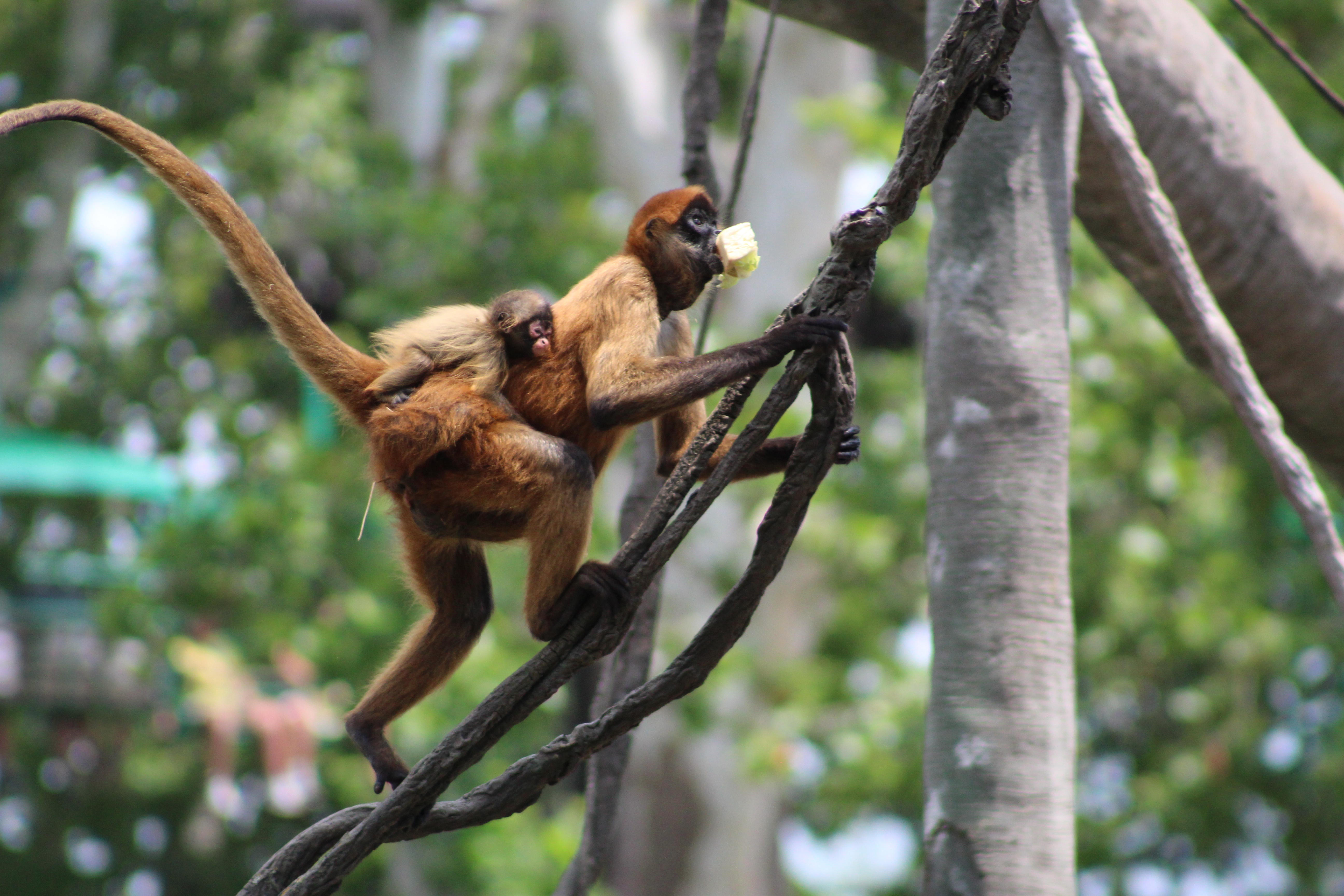 Watching the monkeys always make me laugh!